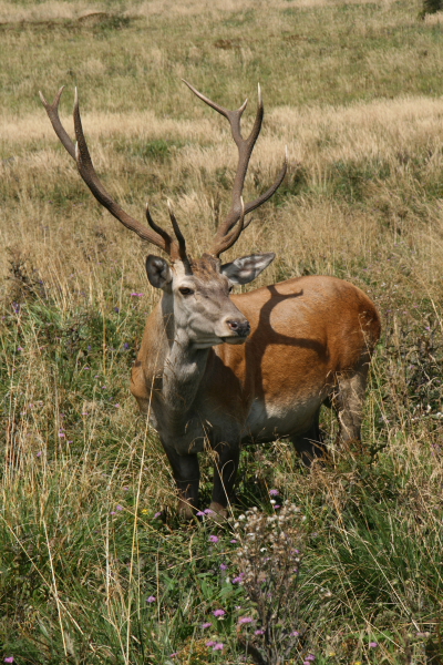 just couldnt believe the size of this stag.JPG